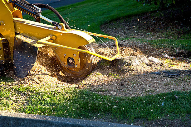 Best Lawn Drainage Solutions  in Gray, GA